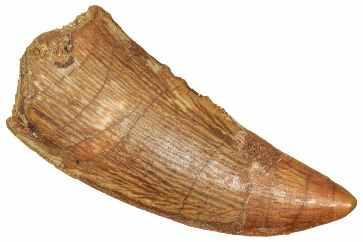 Raptor Tooth - Real Dinosaur Tooth #371457